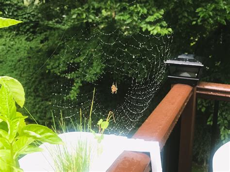 No ID Needed... just wanted to share my favorite species of spider ...