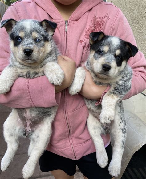 Australian Cattle Dog Puppies For Sale | Manteca, CA #326707
