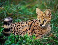 Image result for Desert Animals with Big Ears