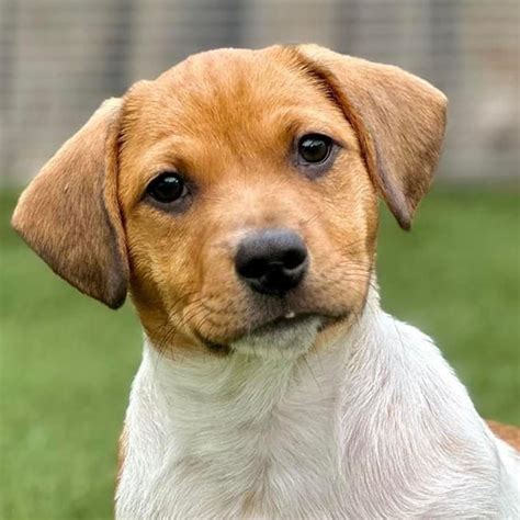 Giving – Make a Donation - Espanola Humane