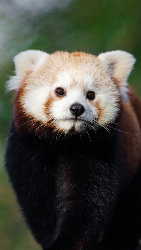 Cute Red Panda Face