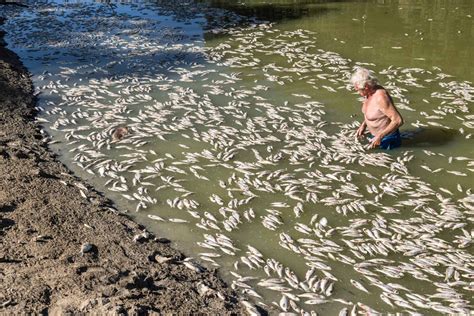 Australian Killer Fish
