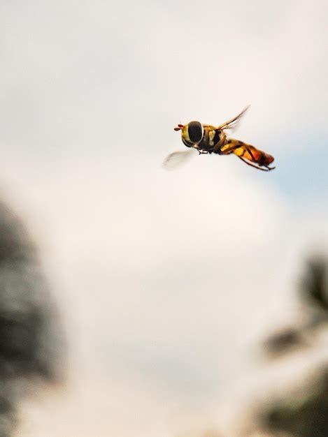 Image result for Bee Flying Front View