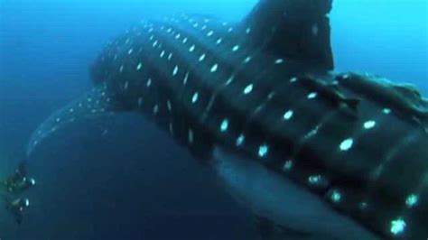 世界上最大的鱼，但由于人类的捕杀，导致数量减少_腾讯视频