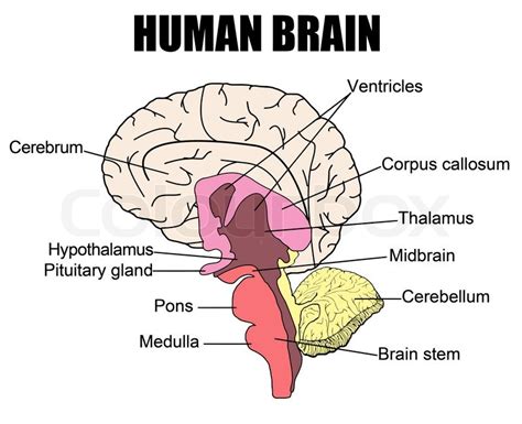 Image result for Brain