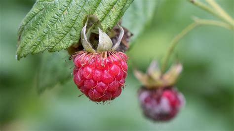 Wallpaper raspberry, berry, branch, leaves, macro hd, picture, image