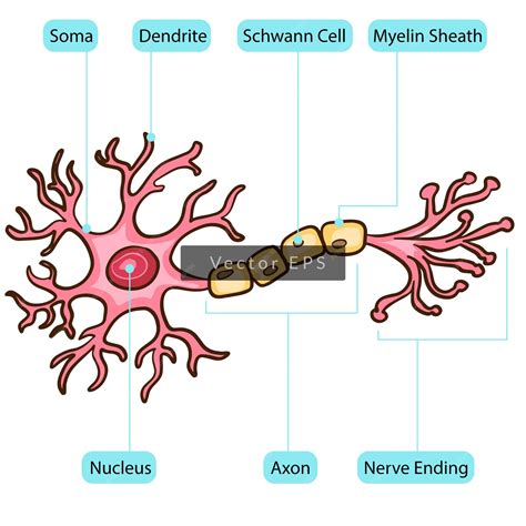 Premium Vector | Neuron nucleus cell body parts anatomy