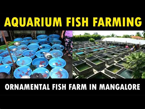 Aquarium Fish Farm in Mangalore | Ornamental Fish Farming | Aquarium ...