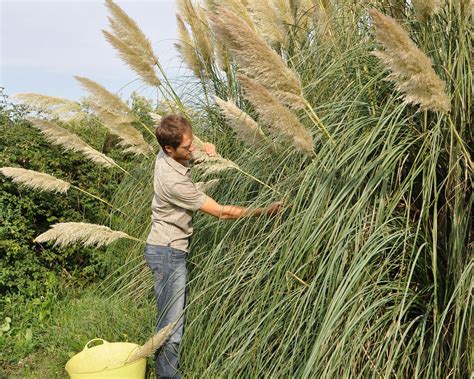 How To Work With Pampas Grass at Leanna Haynes blog