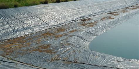 Ultimate Guide to Pond Liners: Everything You Need