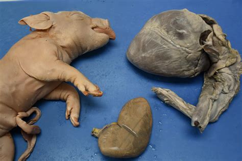 Fetal Pig Anatomy