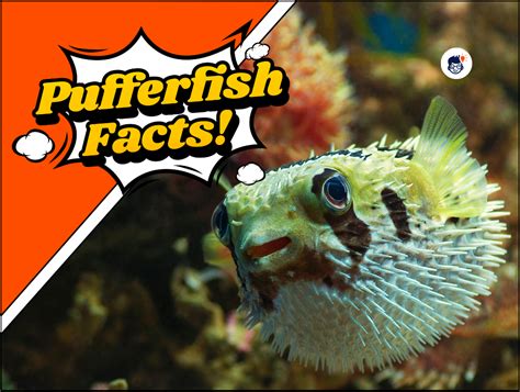 Image result for Puffer Fish Fun Facts