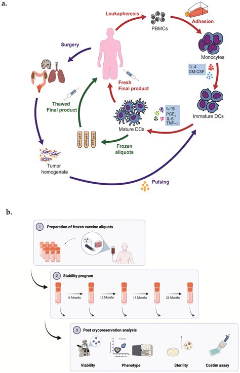Stability Program in Dendritic Cell Vaccines: A “Real-World” Experience ...