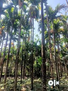 Lands & Plots for sale in Karkal | OLX