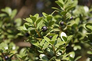 Image result for Holly Shrubs Varieties