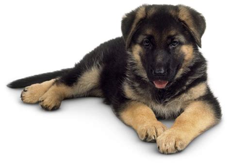 Dogs 的图像结果