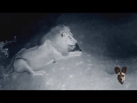 Hyena Killed by Lion 的图像结果