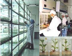 Forestry :: Clonal Forestry