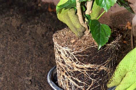 Image result for Root Rot Hibiscus