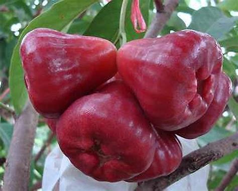 Trothic Gardens Rare Syzygium samarangense Red Water Apple Mala Apple ...