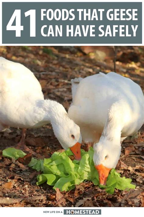 What Do Geese Eat? 45 Foods They Can Have Safely