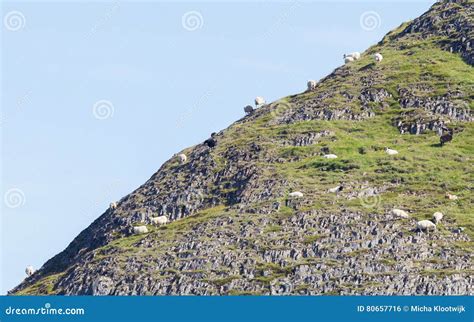 Sheep on a steep mountain stock photo. Image of hill - 80657716
