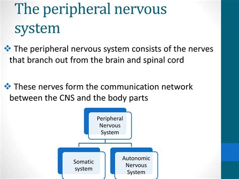 Image result for Peripheral Nervous System