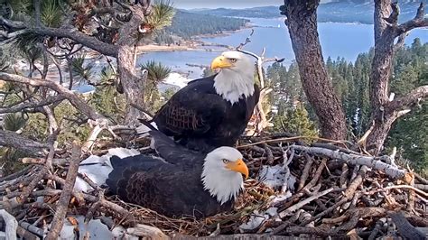 Bald eagle live cam, Big Bear, 3 chicks win over a divisive America ...