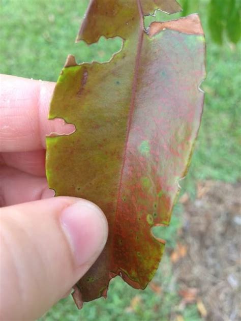 Image result for Lychee Tree Problems