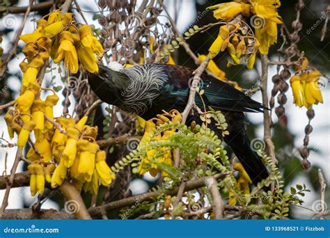 Which Native Birds Eat Kowhai? A Guide To Nz Garden Visitors