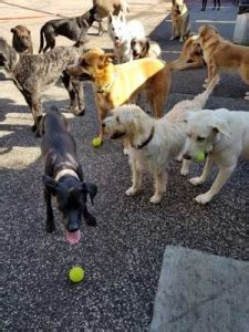 Image result for Go Fetch