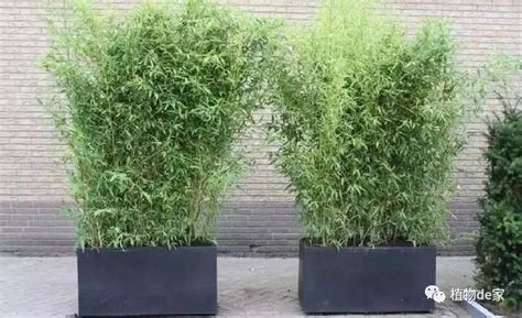 竹子一年长多高 最高能长多高-植物说