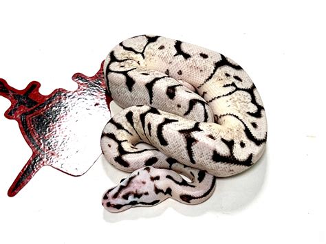 Firefly Spider Yellowbelly Tsk Axanthic Ball Python by Ectothermic Dungeon - MorphMarket