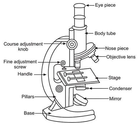 The Fundamental Unit of Life Class 9 Notes Science Chapter 5 Free PDF