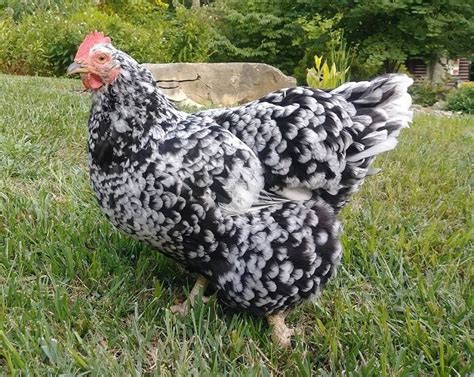 Mottled Java - Koops Coops