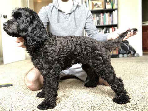 Atlas Puppies — Cockapoo Grooming