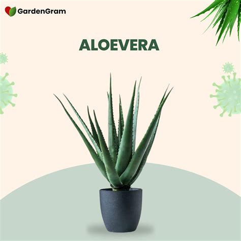 Air Purifying Plants Combo: Crassula, Spider, Aloe, Pothos – Gardengram