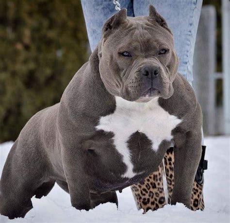 Best Dog Breeds For Pitbulls at Matthew Alvarez blog