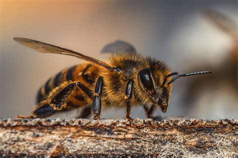 Do Bees Have Knees? | How Do They Function?