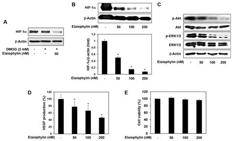 Antiangiogenic Potential of Microbial Metabolite Elaiophylin for ...