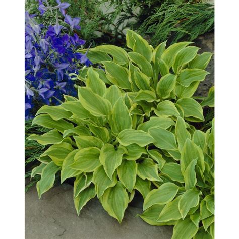 Hosta 'Golden Tiara'