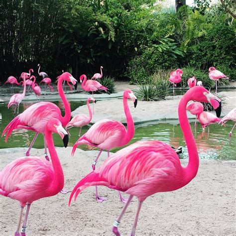 Color Pink Flamingo
