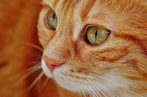 Image result for Windows Task Scheduler Tutorial