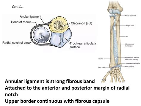 Radio-ulnar and Wrist joints | PPT