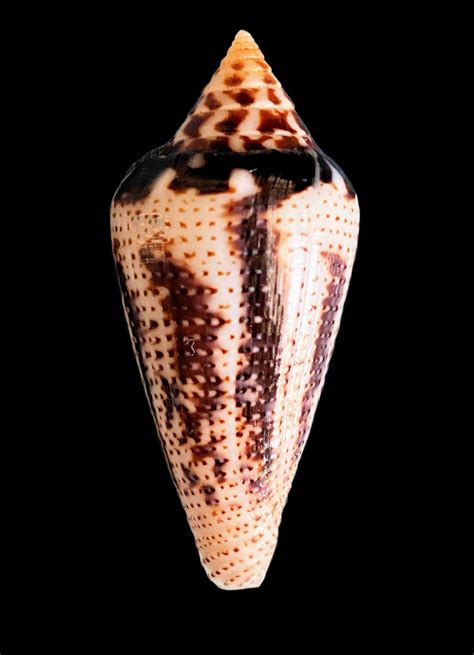 Image result for Cone Shell Types