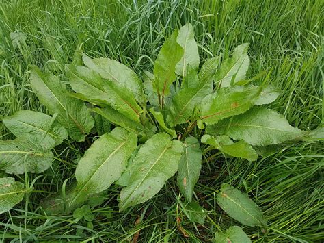 Yellow Dock Uses and Plant Profile
