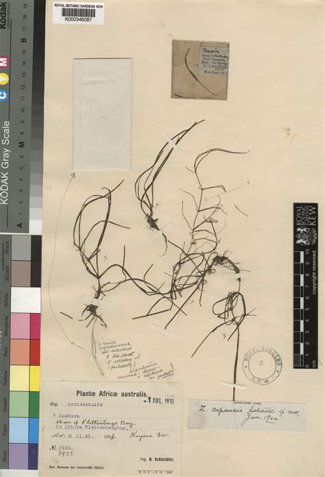 Zostera capensis Setch. | Plants of the World Online | Kew Science