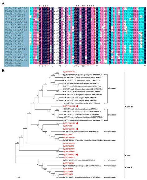 Genome-Wide Identification of the CYP716 Gene Family in Platycodon ...