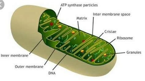 what is the internal structure of Mitochondria where the cellular ...