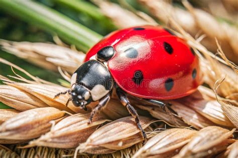 Image result for Ladybug Insect